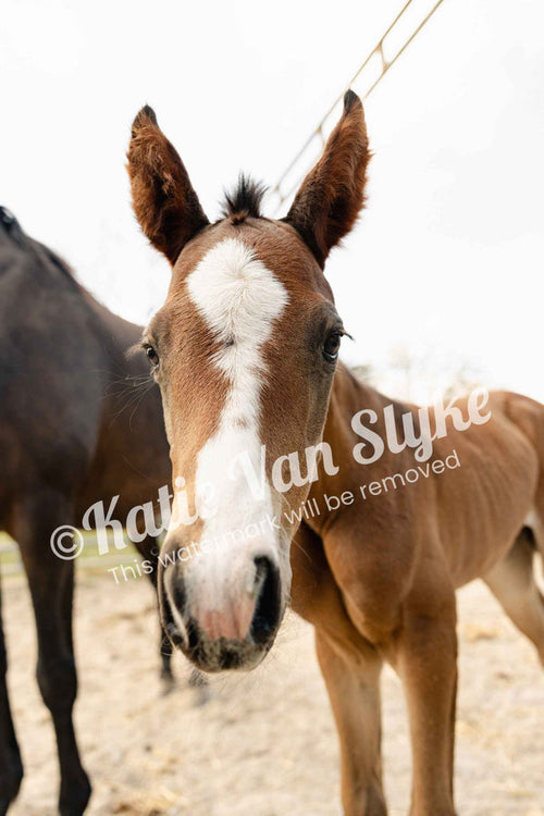 Cheyenne Digital Download by Katie Van Slyke®