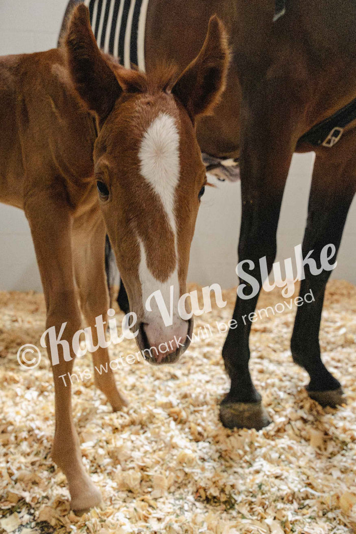 Margot Digital Download by Katie Van Slyke®