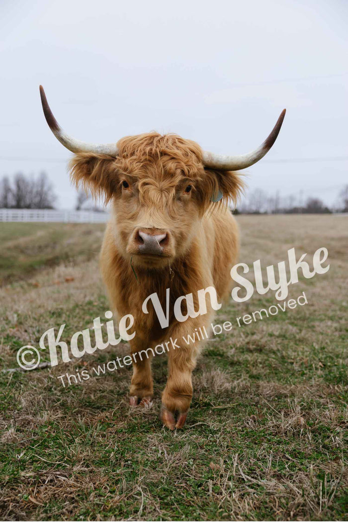Miss Petunia Digital Download by Katie Van Slyke®