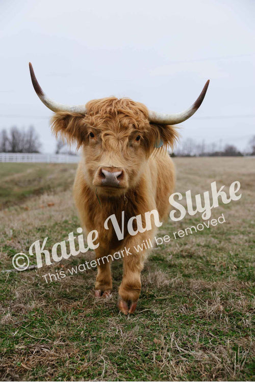 Miss Petunia Digital Download by Katie Van Slyke®