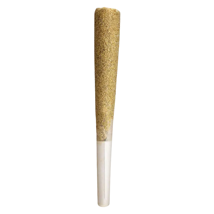 Vertical close-up of a single Pink Gas Shatter Double Infused PR 1 x 1 g pre-roll with a tapered, kief-coated cone and white paper filter against a white background
