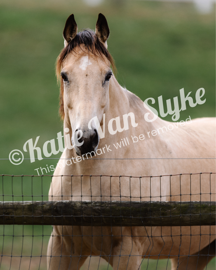 Digital image of a horse behind a fence, with the artist's signature 'Katie Van Slyke' displayed.